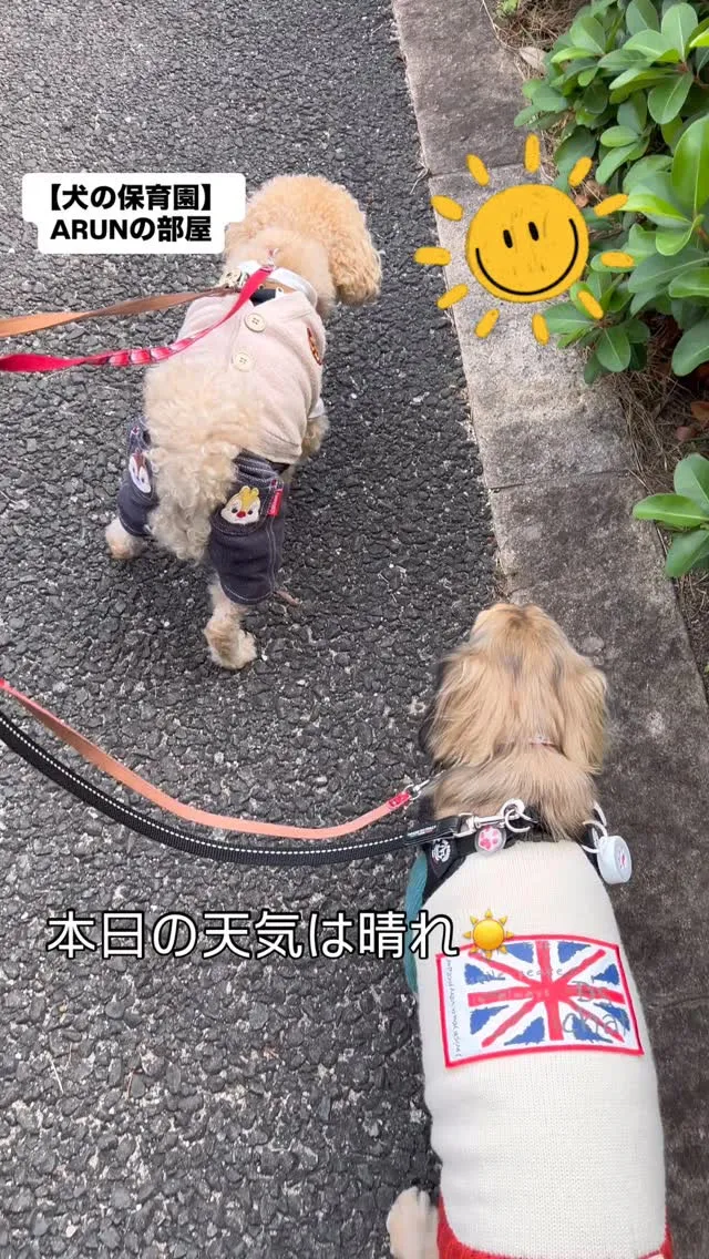 ୨୧ ∴犬の保育園∴ ୨୧