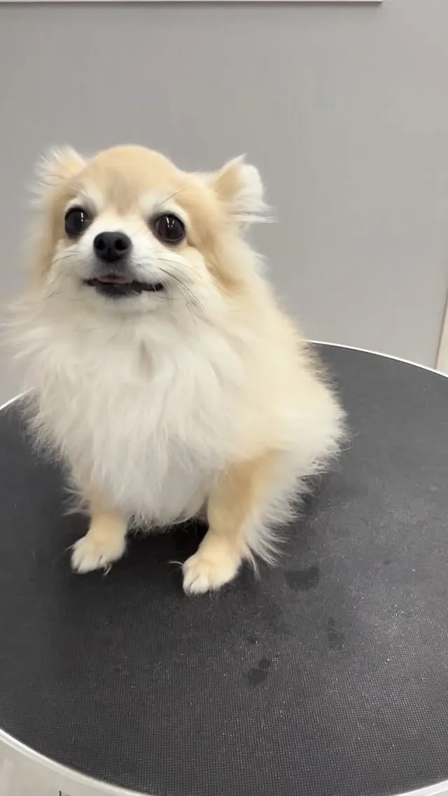 ୨୧ ∴トリミングサロン∴ ୨୧ 