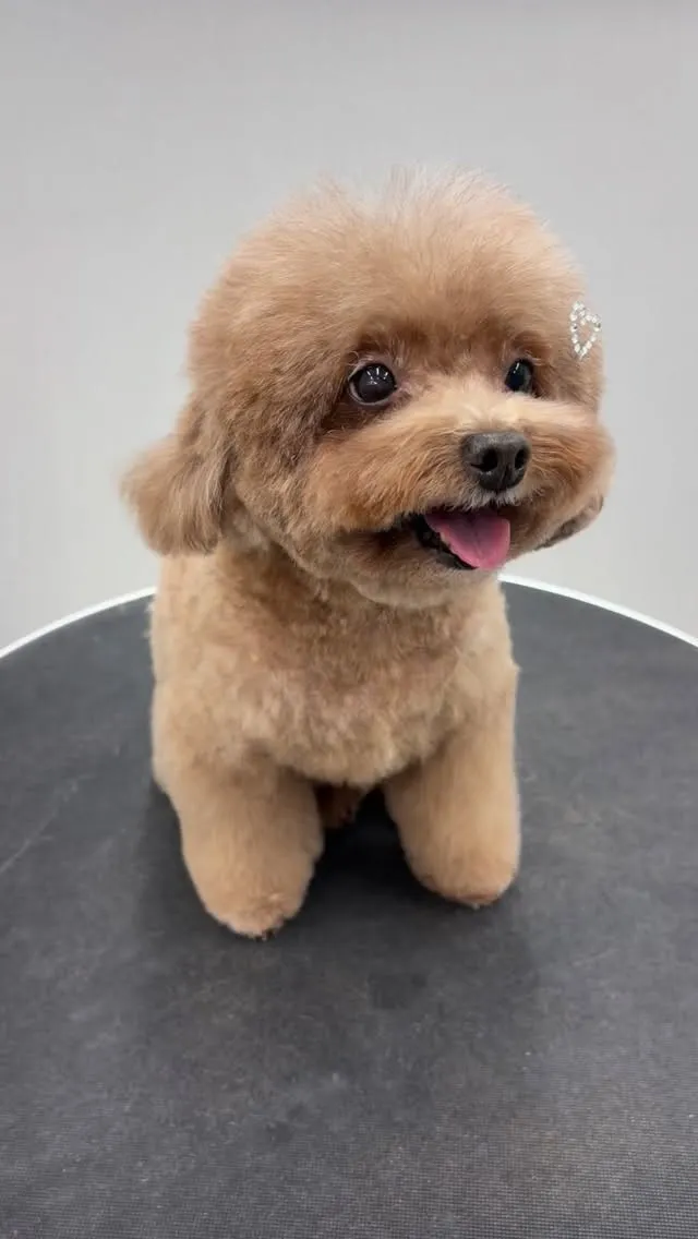 ୨୧ ∴トリミングサロン∴ ୨୧ 