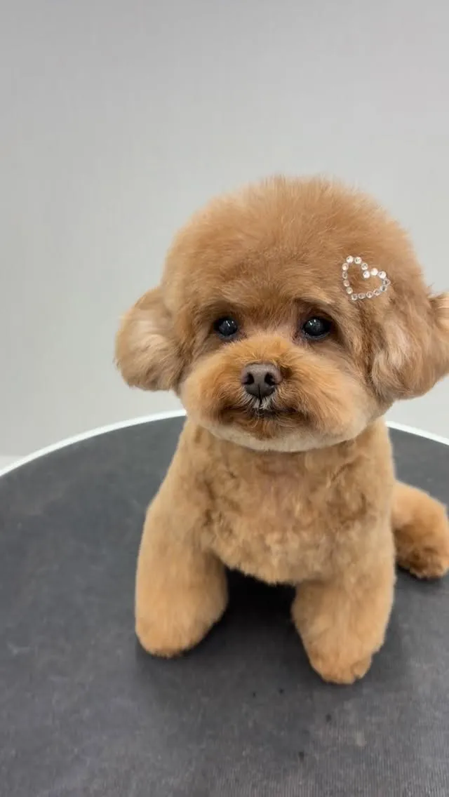 ୨୧ ∴トリミングサロン∴ ୨୧ 