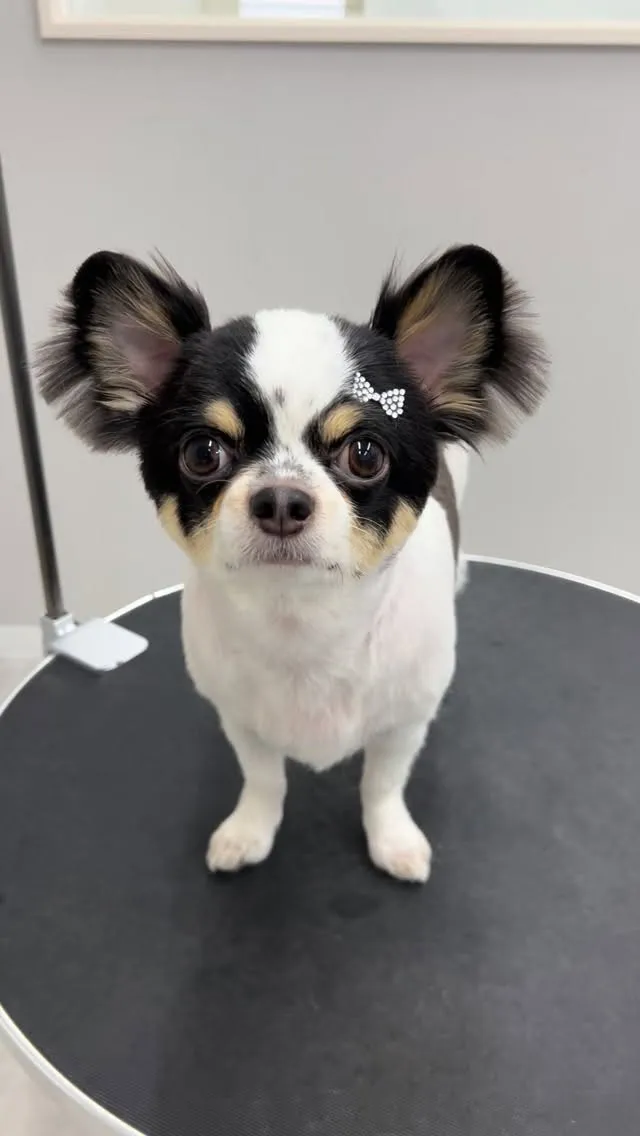 ୨୧ ∴トリミングサロン∴ ୨୧ 