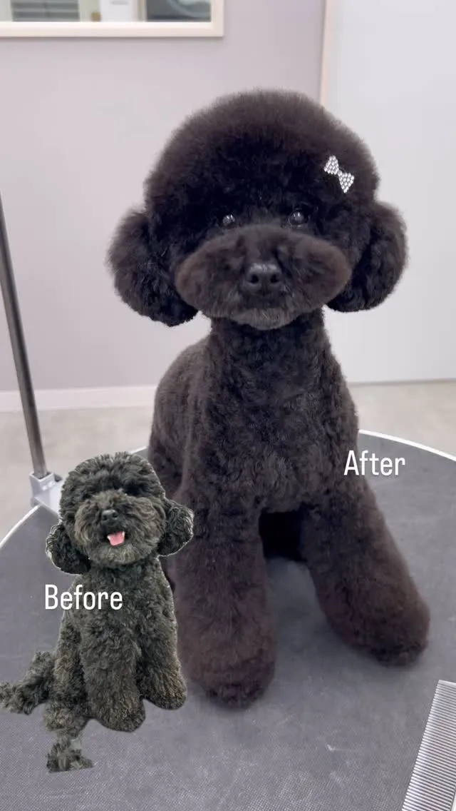 ୨୧ ∴トリミングサロン∴ ୨୧ 