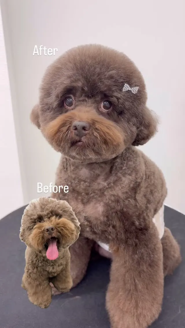 ୨୧ ∴トリミングサロン∴ ୨୧ 