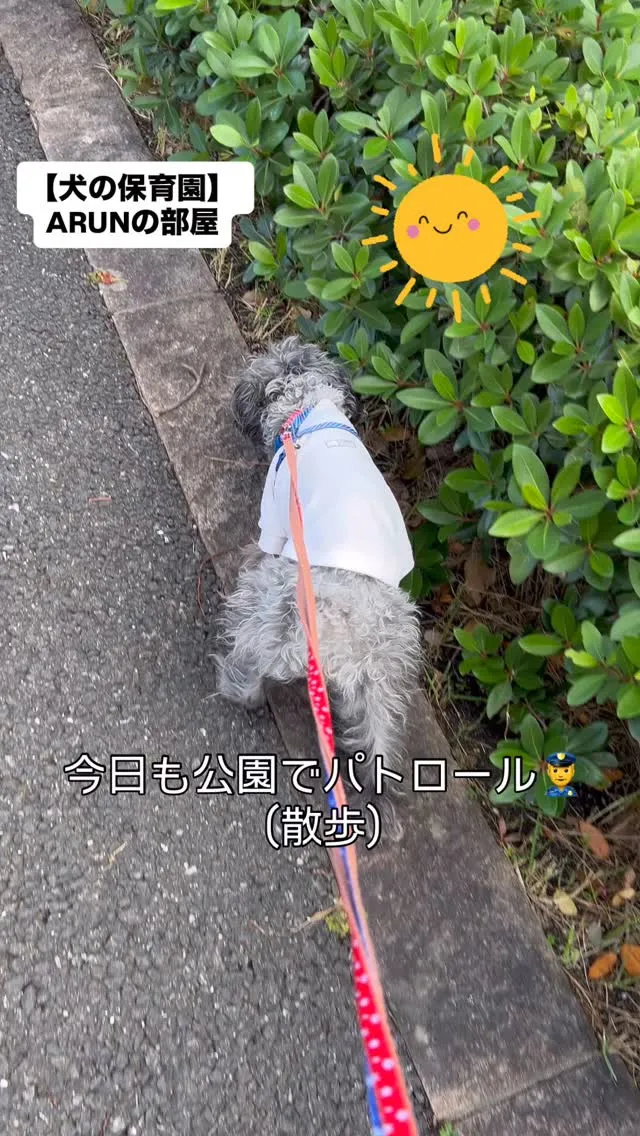 ୨୧ ∴犬の保育園∴ ୨୧