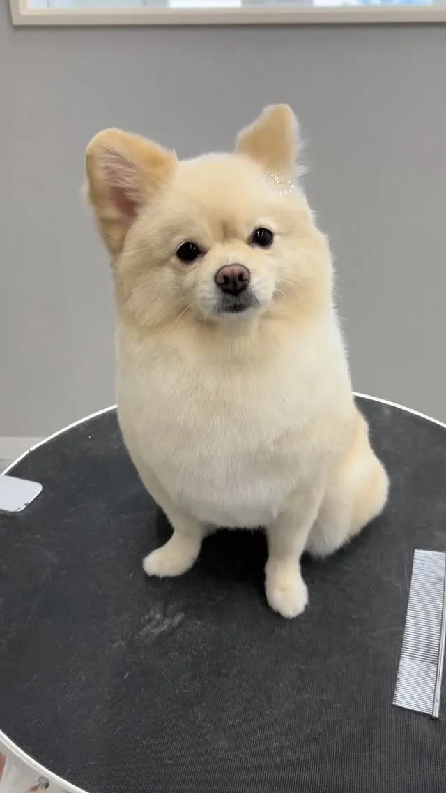 ୨୧ ∴トリミングサロン∴ ୨୧ 