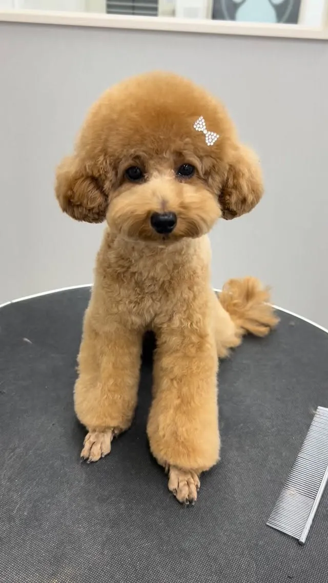 ୨୧ ∴トリミングサロン∴ ୨୧ 