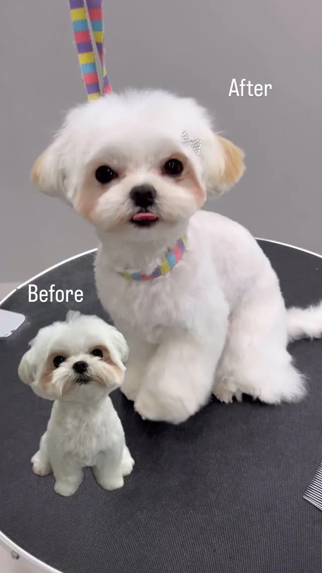 ୨୧ ∴トリミングサロン∴ ୨୧ 