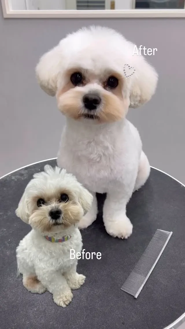 ୨୧ ∴トリミングサロン∴ ୨୧ 