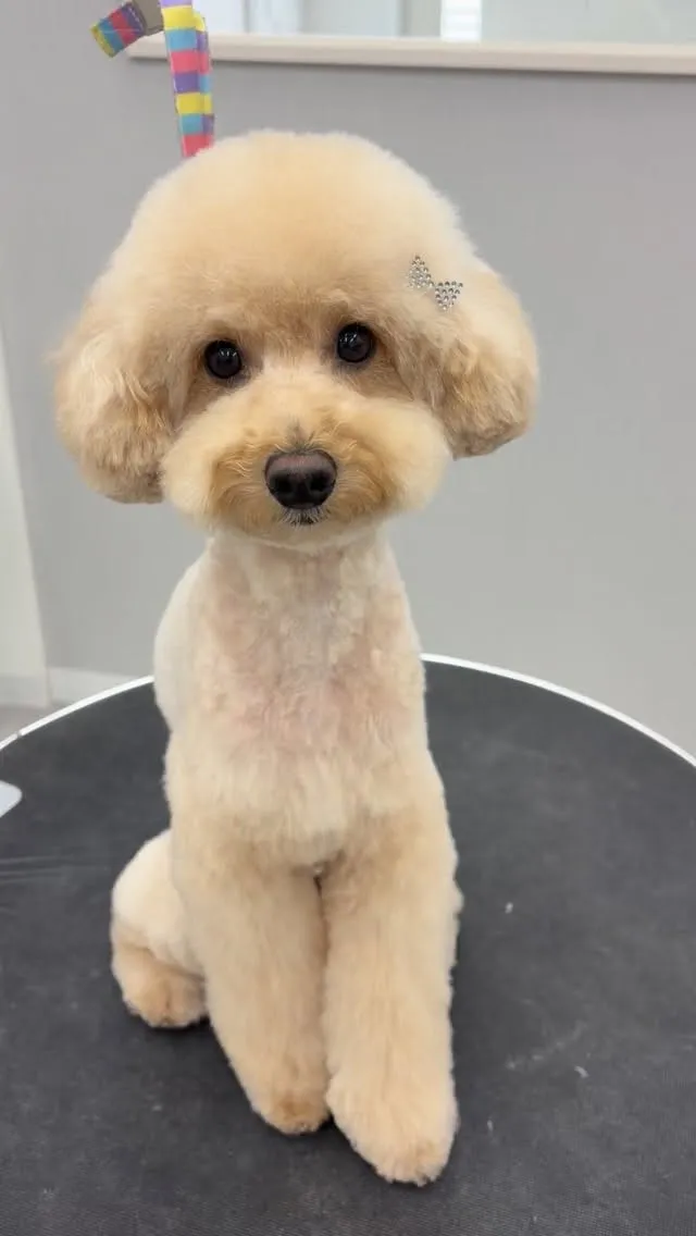 ୨୧ ∴トリミングサロン∴ ୨୧ 