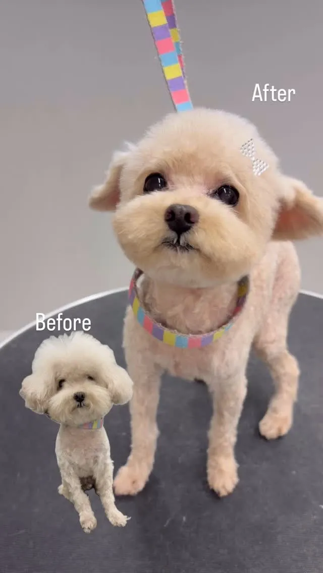 ୨୧ ∴トリミングサロン∴ ୨୧ 