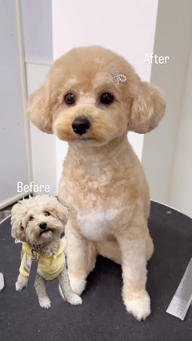୨୧ ∴ペットサロン∴ ୨୧ 