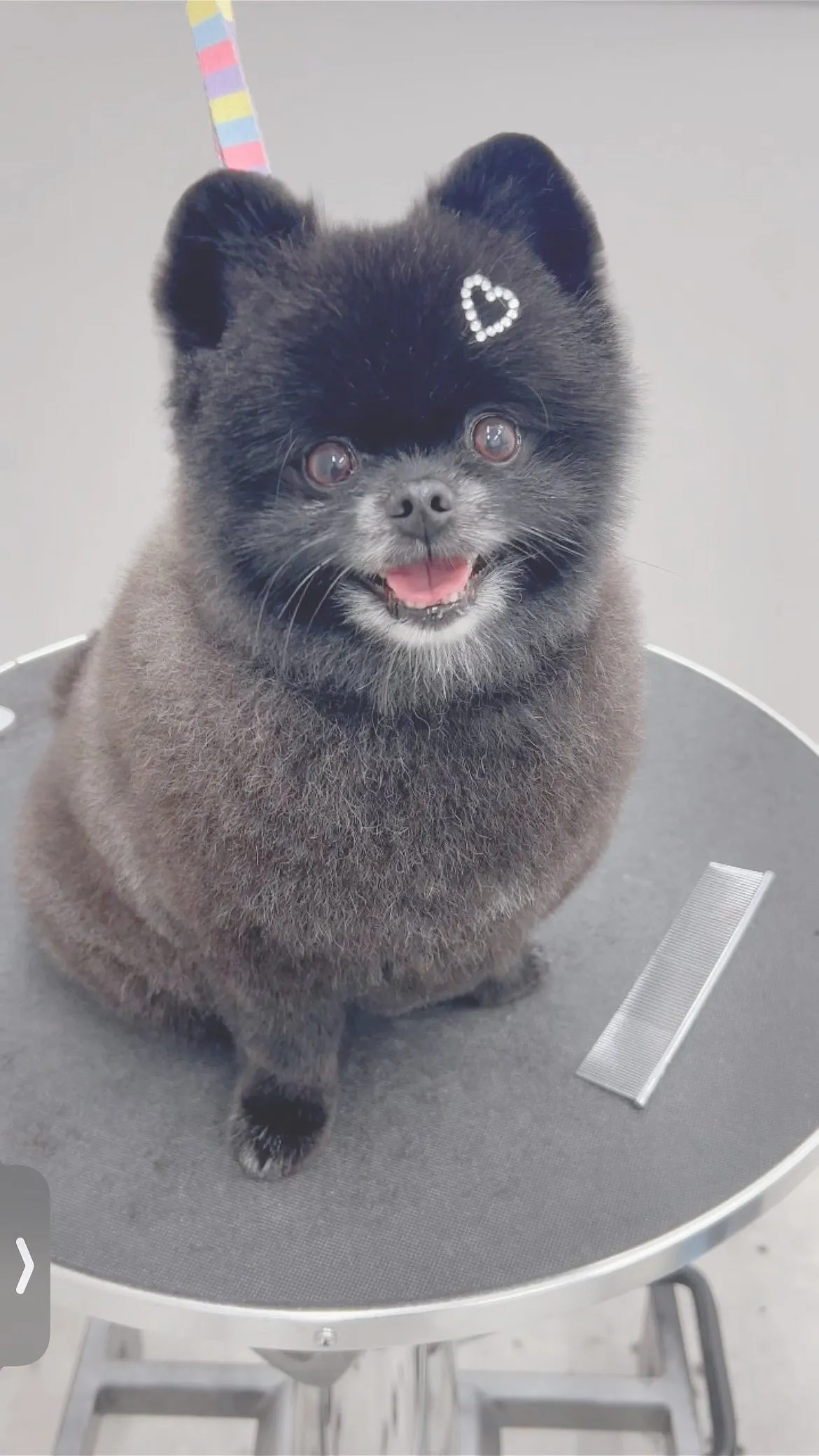 ୨୧ ∴ペットサロン∴ ୨୧ 