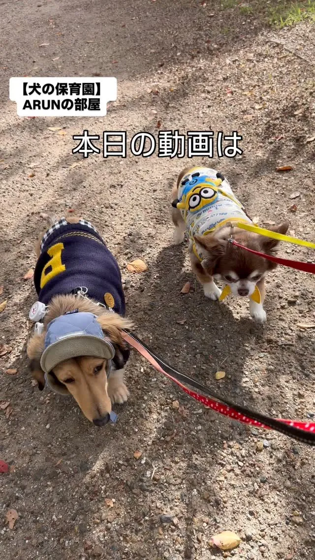 ୨୧ ∴犬の保育園∴ ୨୧