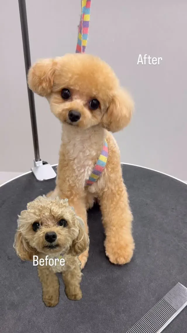 ୨୧ ∴ペットサロン∴ ୨୧ 