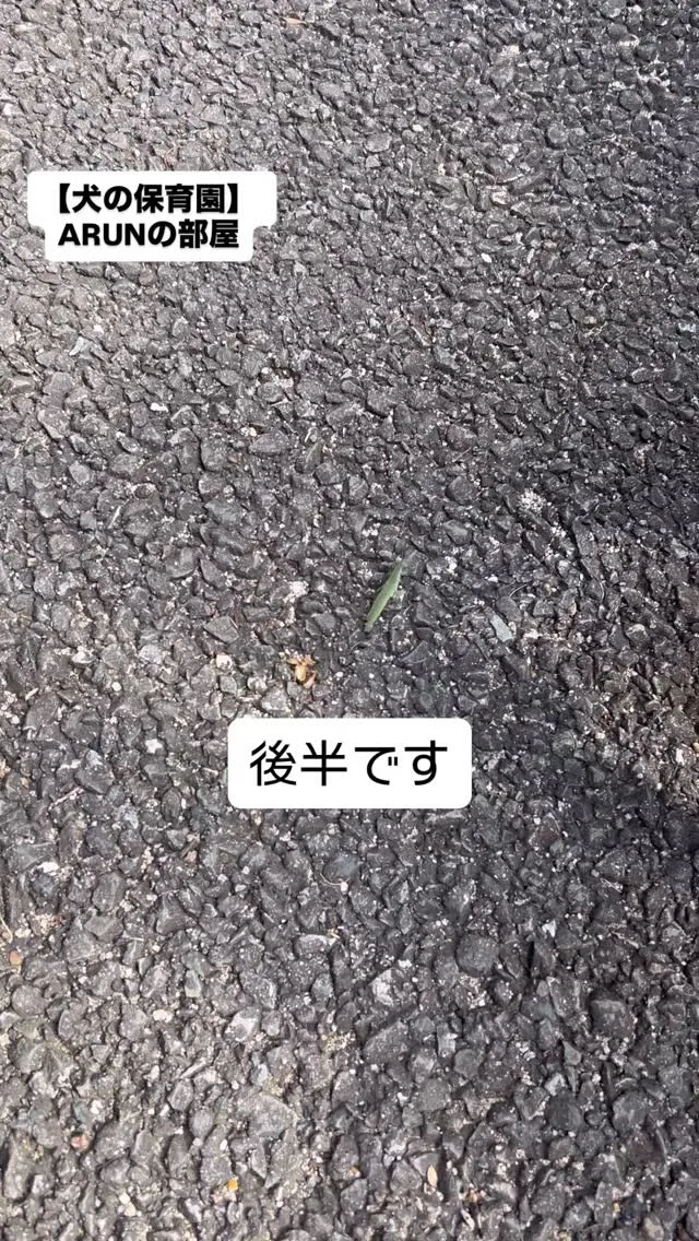 ୨୧ ∴犬の保育園∴ ୨୧