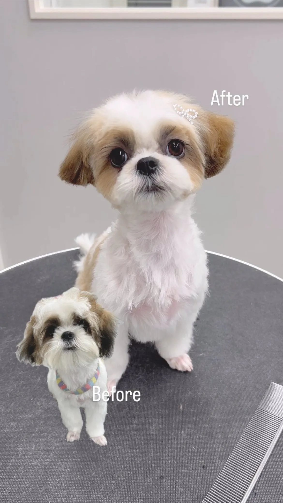 ୨୧ ∴ペットサロン∴ ୨୧ 