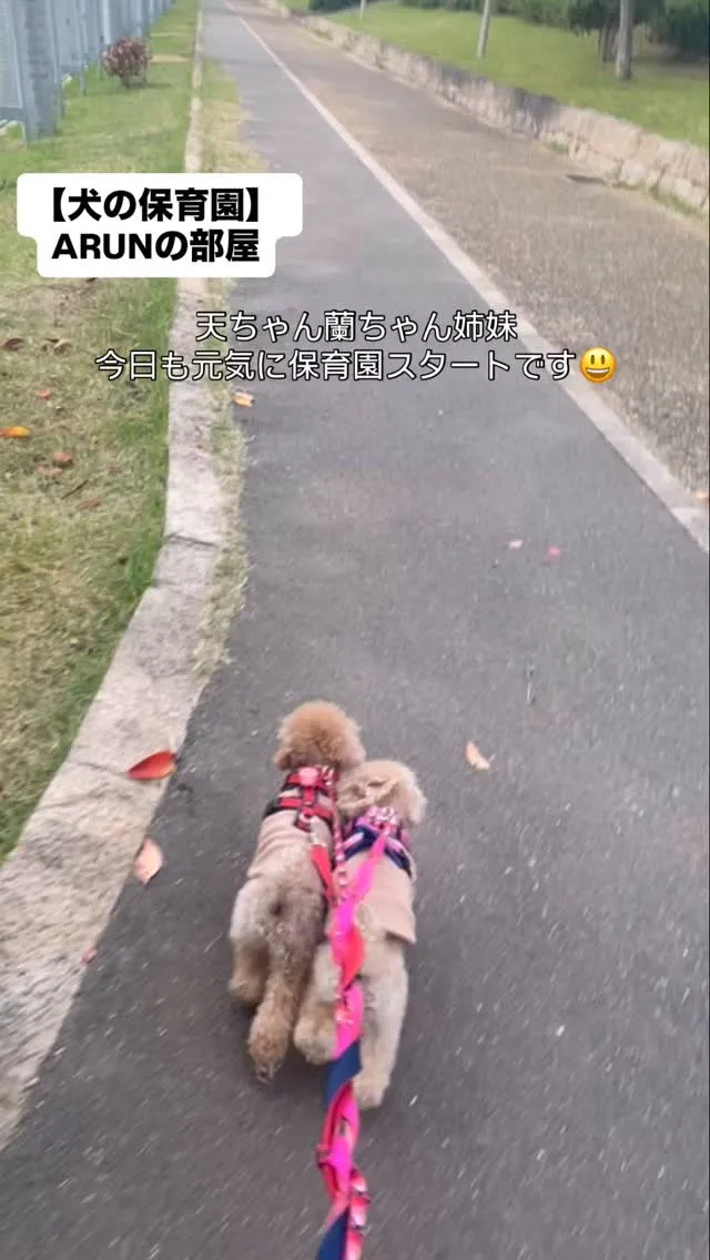 ୨୧ ∴犬の保育園∴ ୨୧
