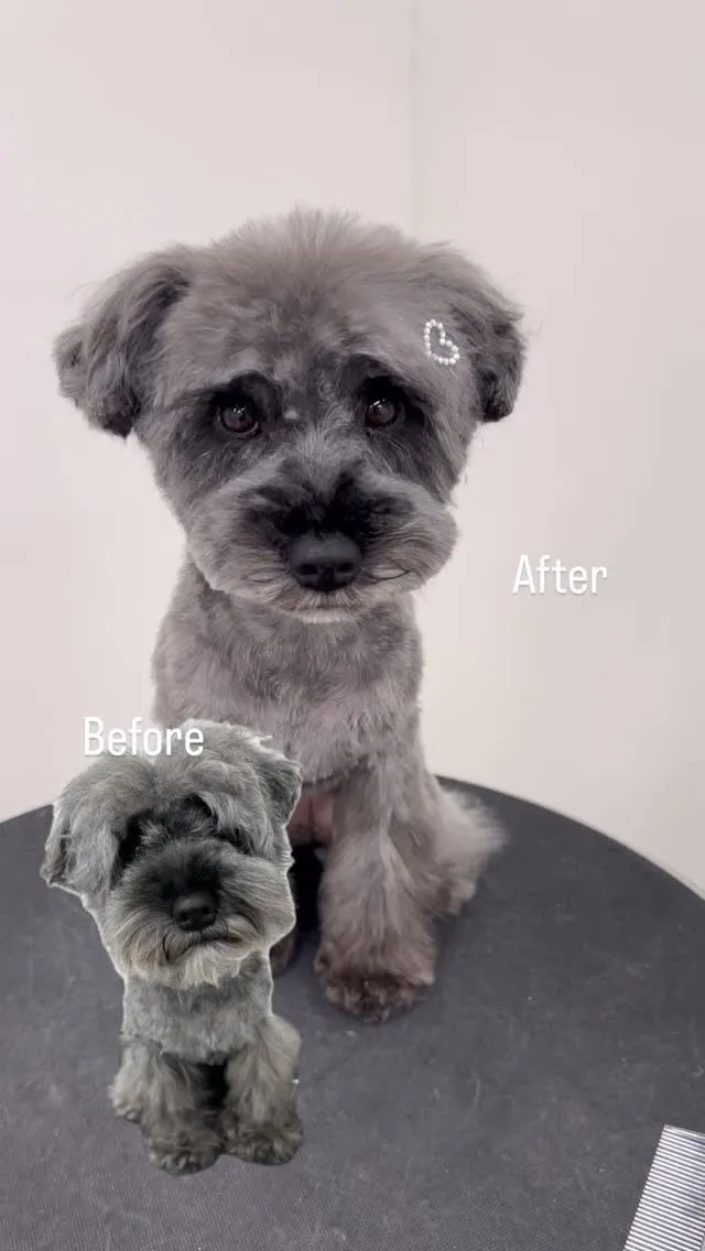 ୨୧ ∴ペットサロン∴ ୨୧ 