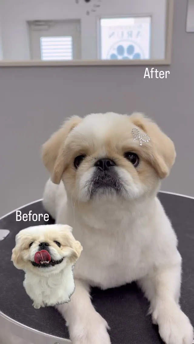 ୨୧ ∴ペットサロン∴ ୨୧ 