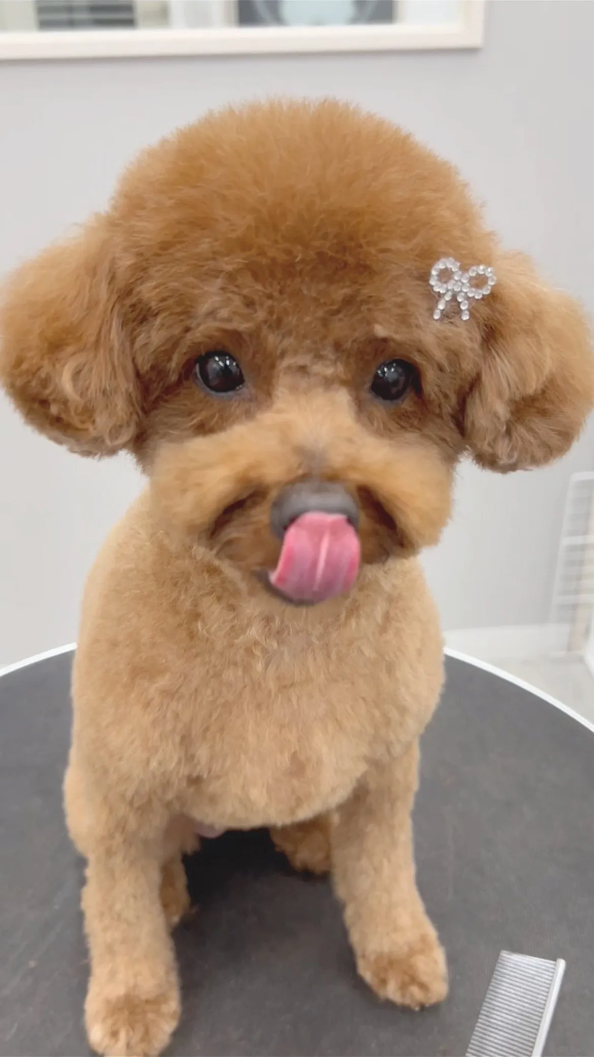 ୨୧ ∴ペットサロン∴ ୨୧ 