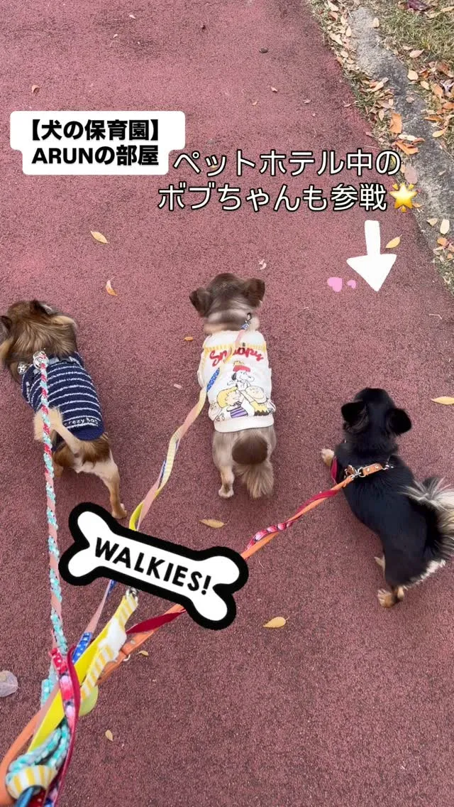 ୨୧ ∴犬の保育園∴ ୨୧