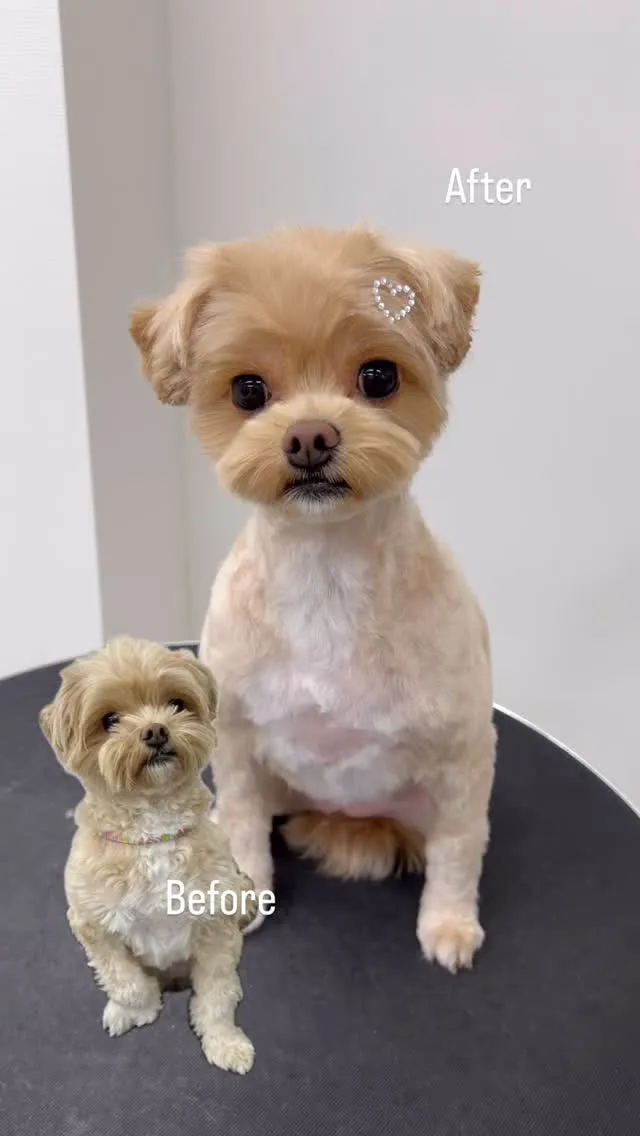 ୨୧ ∴ペットサロン∴ ୨୧ 