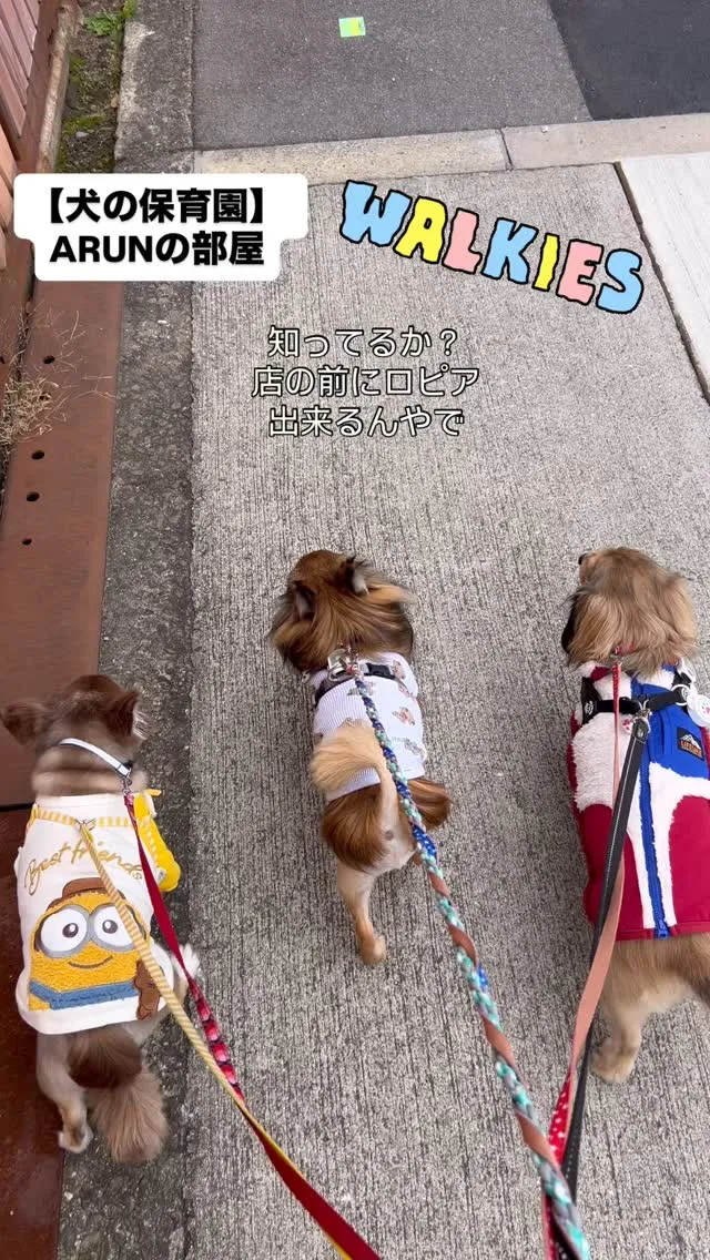 ୨୧ ∴犬の保育園∴ ୨୧