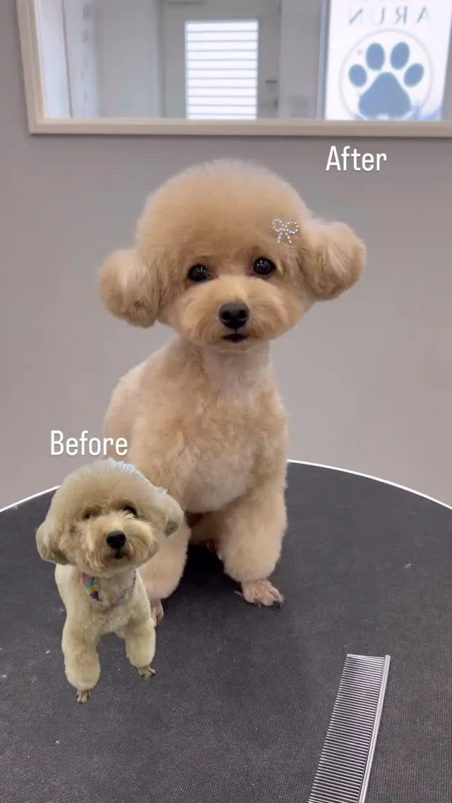 ୨୧ ∴ペットサロン∴ ୨୧ 