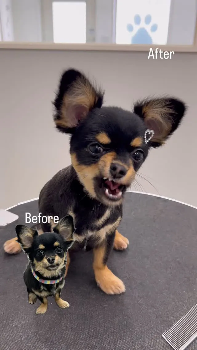 ୨୧ ∴ペットサロン∴ ୨୧ 