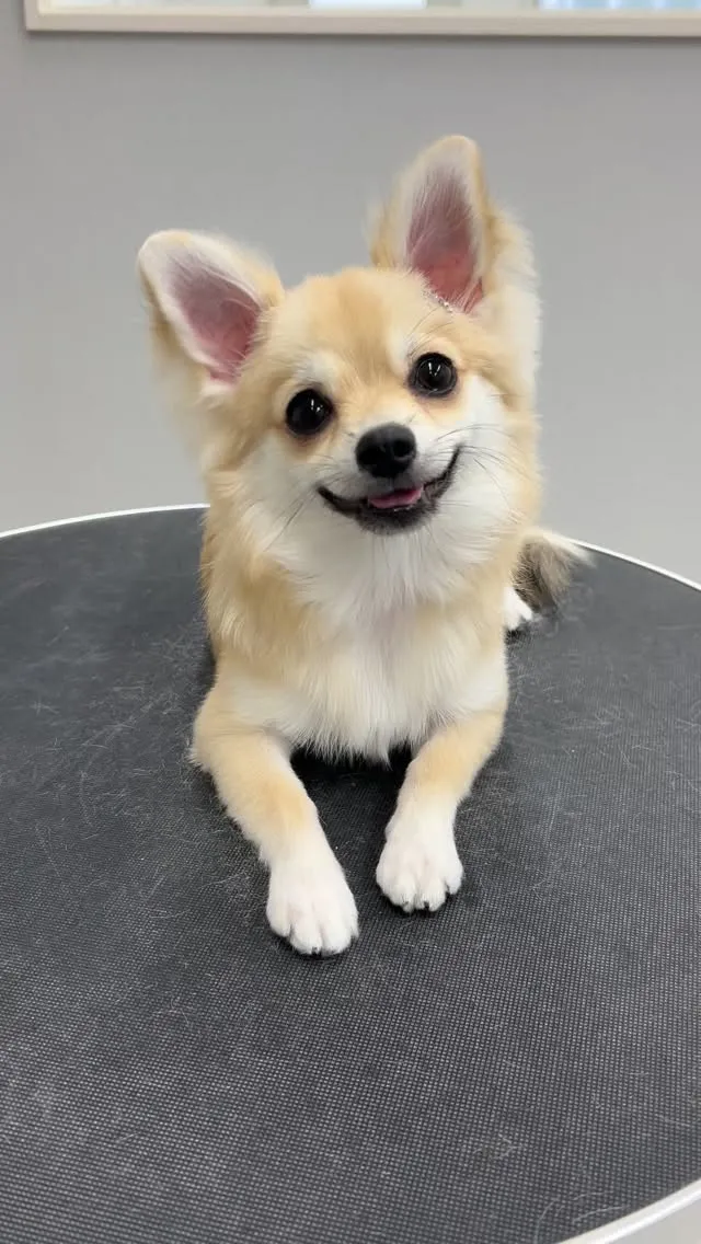 ୨୧ ∴ペットサロン∴ ୨୧ 