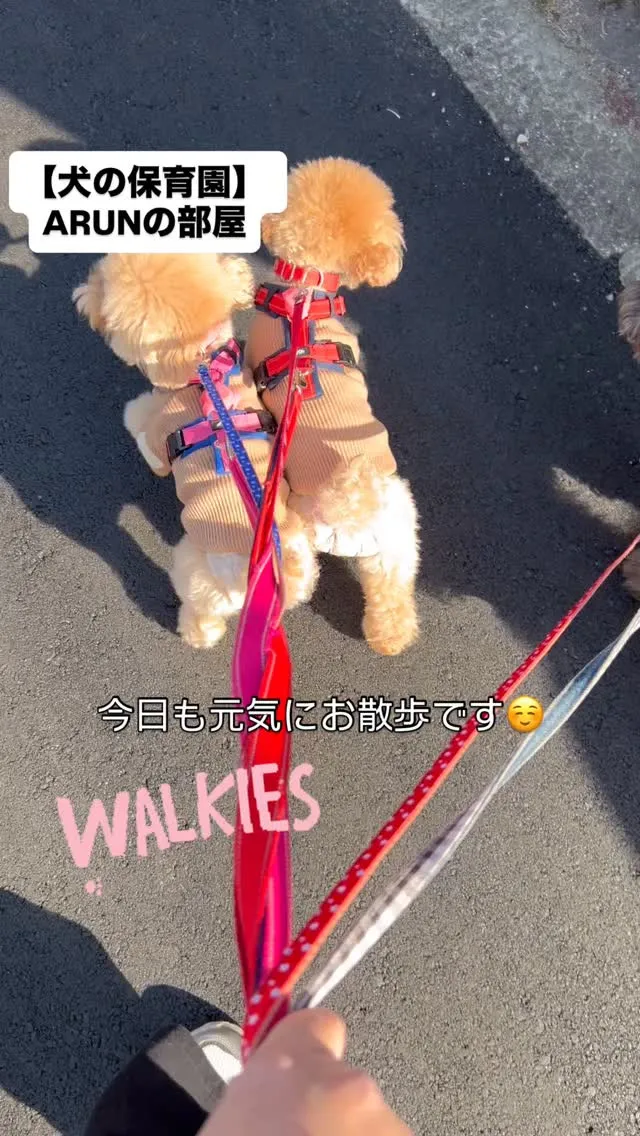 ୨୧ ∴犬の保育園∴ ୨୧