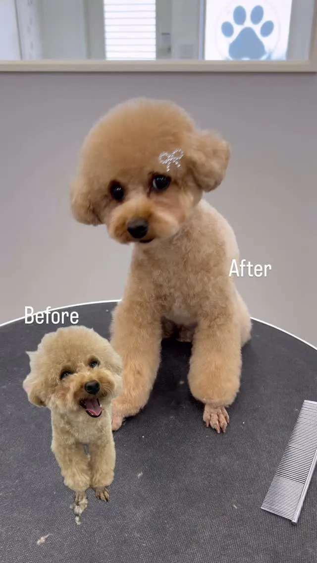 ୨୧ ∴ペットサロン∴ ୨୧ 