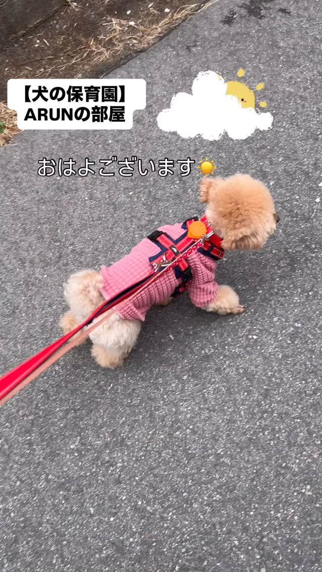 ୨୧ ∴犬の保育園∴ ୨୧