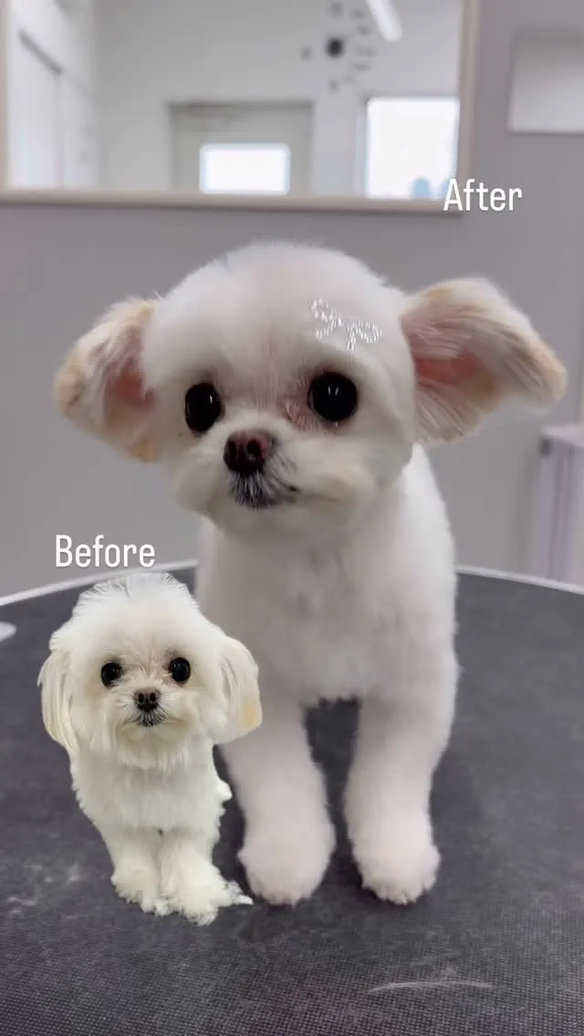 ୨୧ ∴ペットサロン∴ ୨୧ 