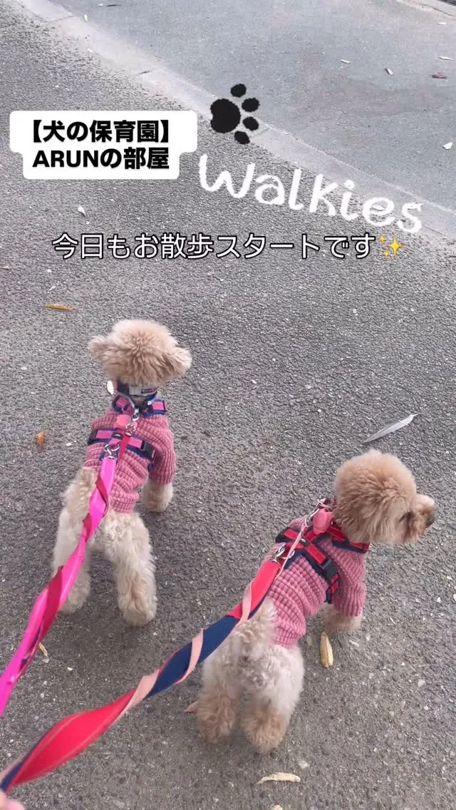 ୨୧ ∴犬の保育園∴ ୨୧