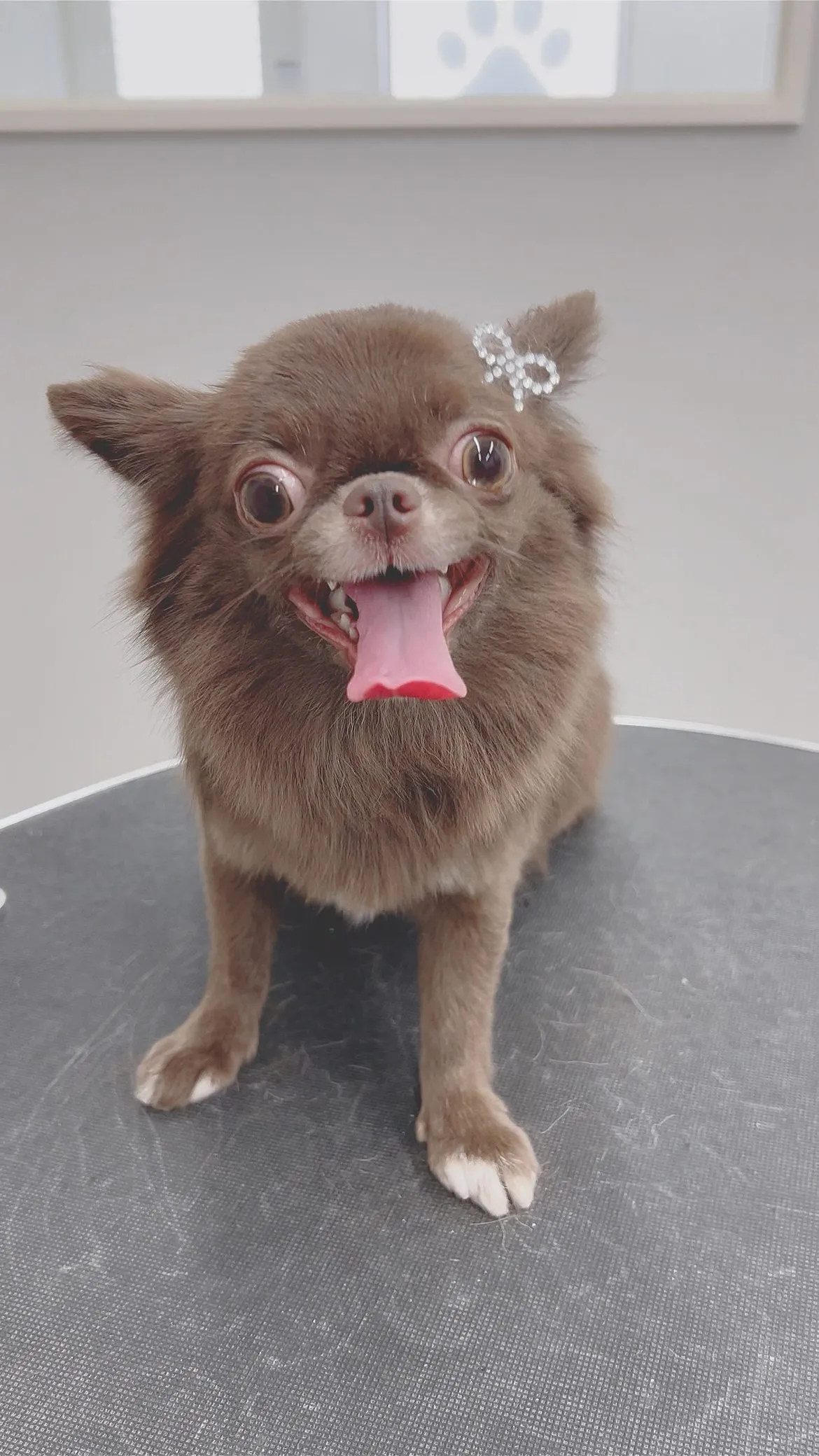 ୨୧ ∴ペットサロン∴ ୨୧ 