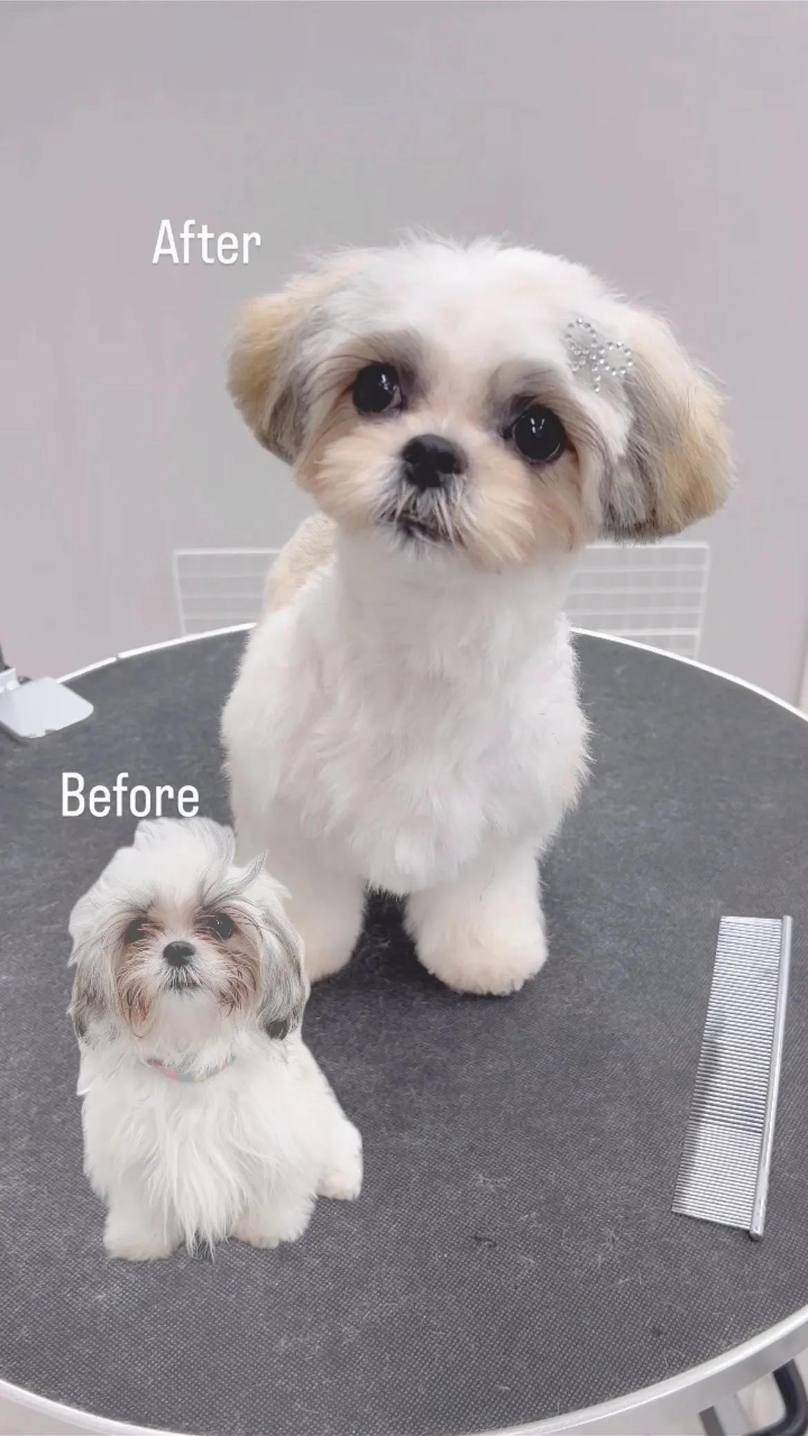 ୨୧ ∴ペットサロン∴ ୨୧ 