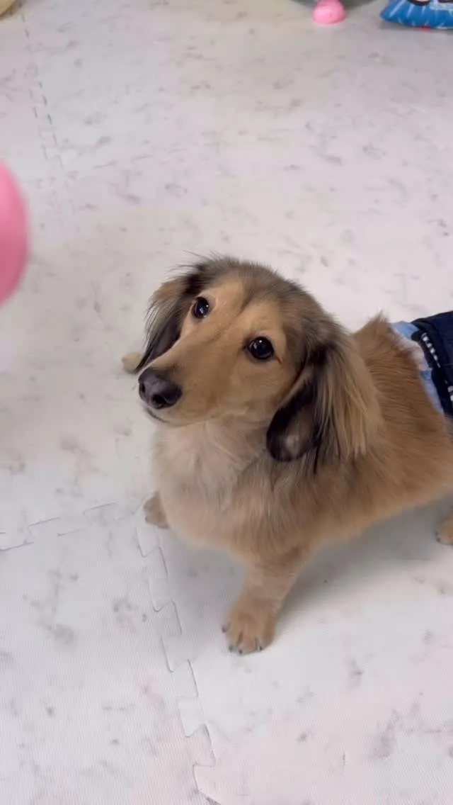 ୨୧ ∴犬の保育園∴ ୨୧