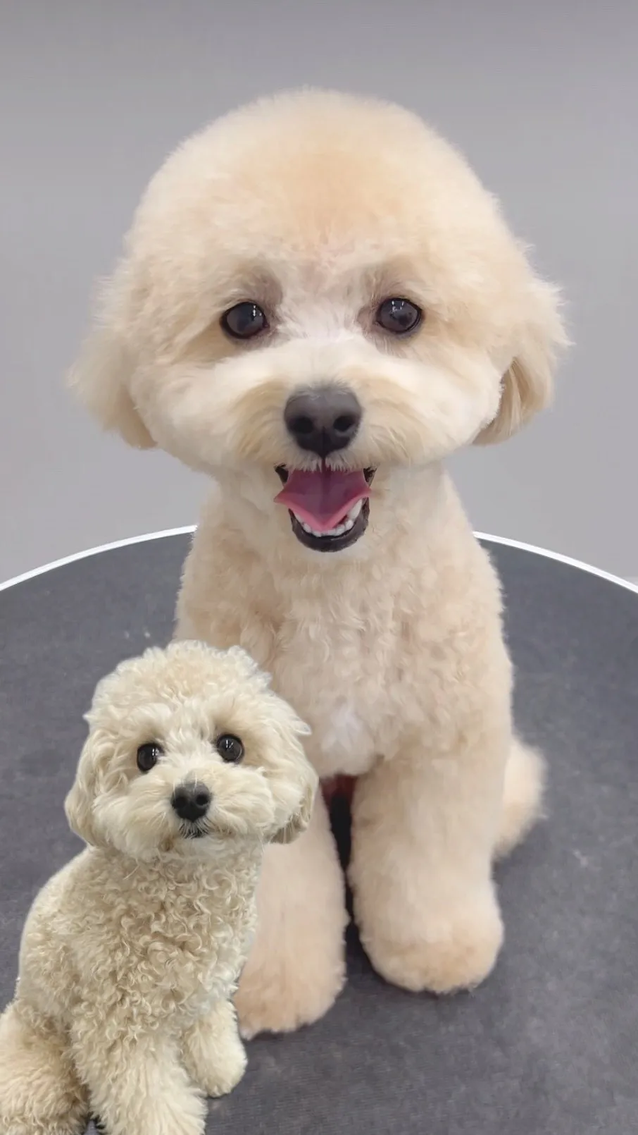 ୨୧ ∴ペットサロン∴ ୨୧ 