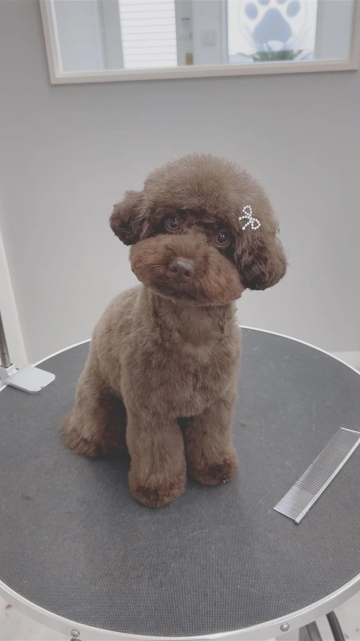 ୨୧ ∴ペットサロン∴ ୨୧ 