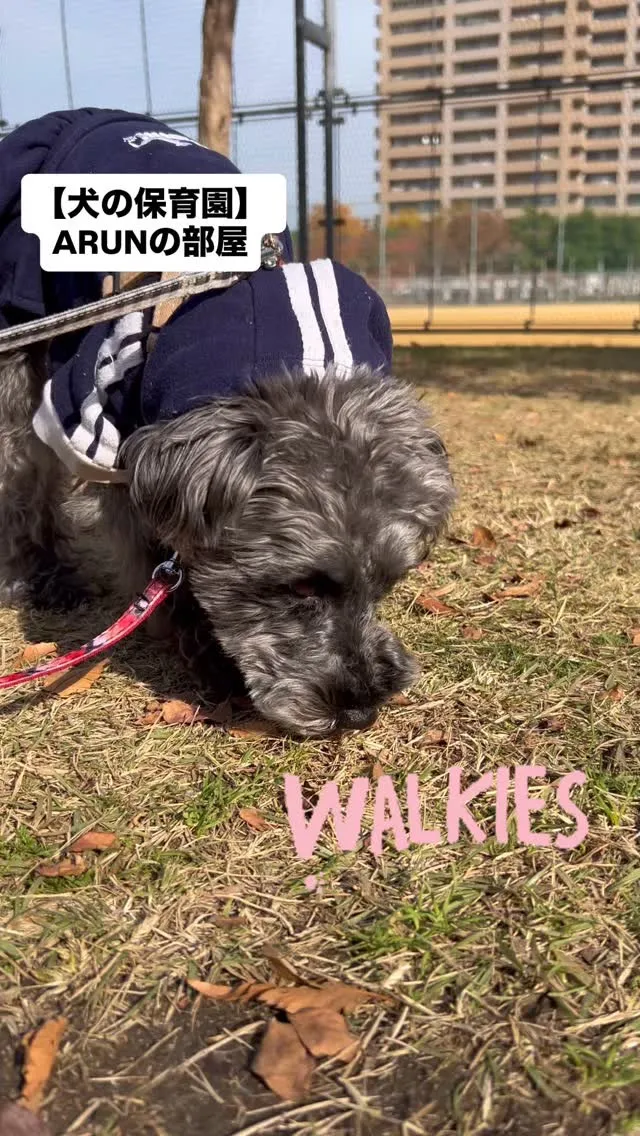 ୨୧ ∴犬の保育園∴ ୨୧