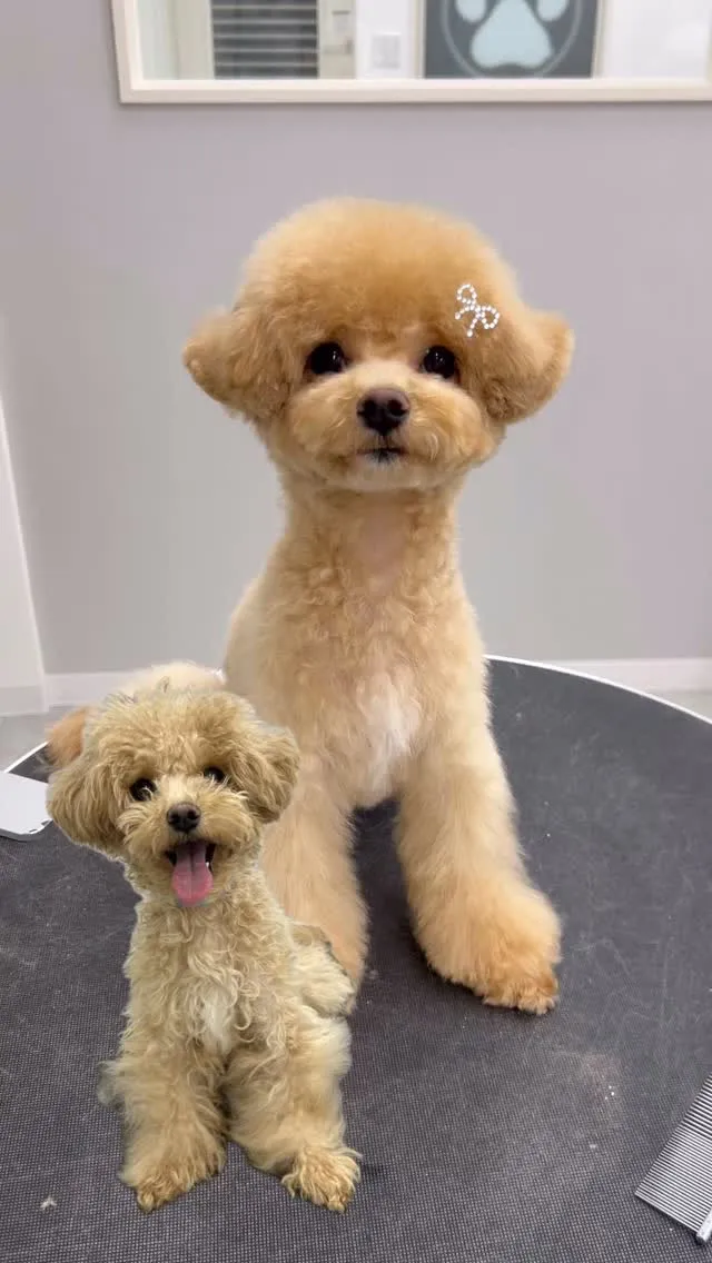 ୨୧ ∴ペットサロン∴ ୨୧ 