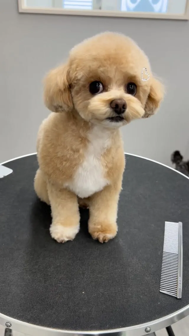 ୨୧ ∴ペットサロン∴ ୨୧ 