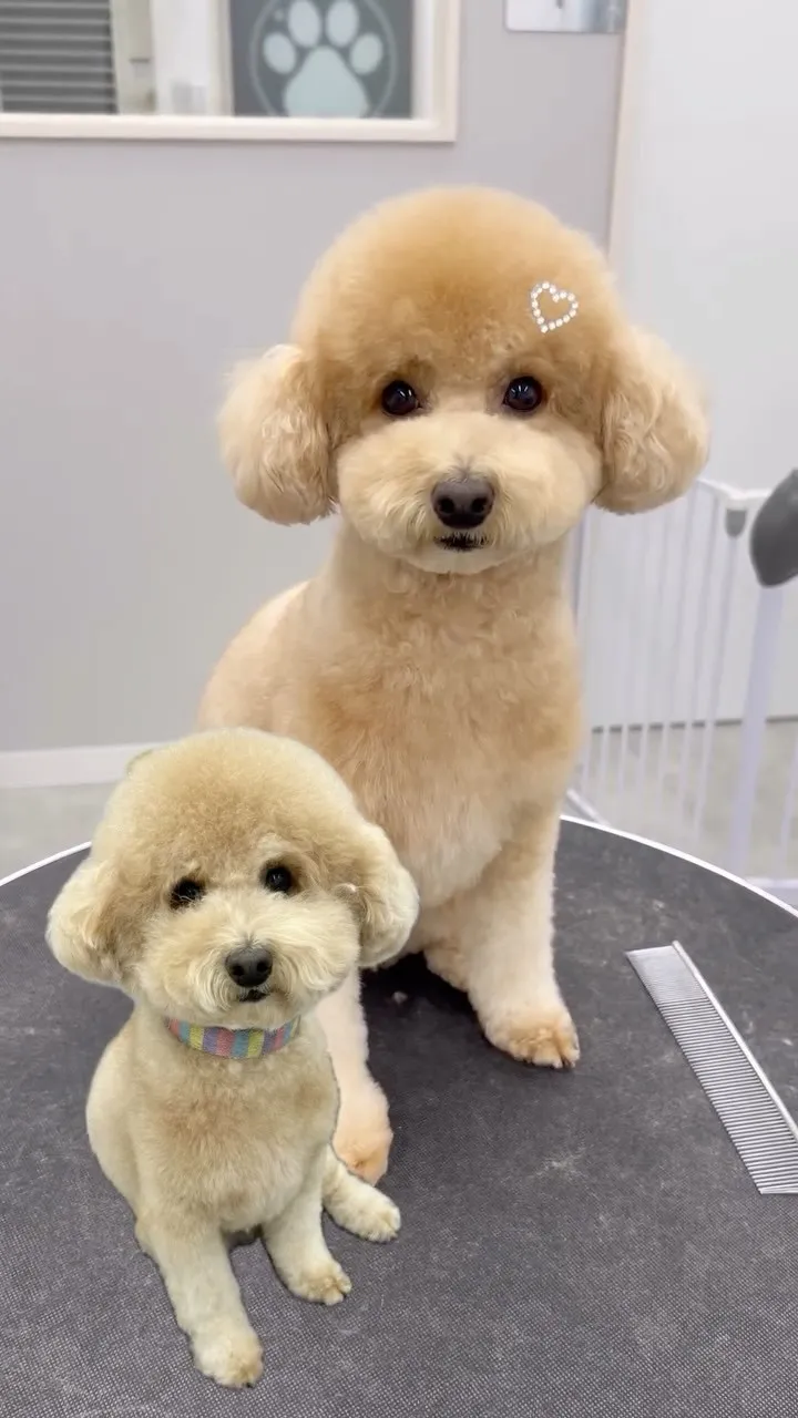 ୨୧ ∴ペットサロン∴ ୨୧ 