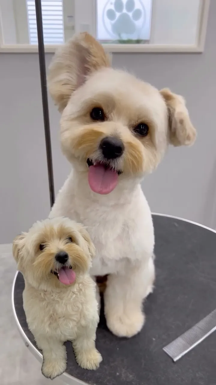 ୨୧ ∴ペットサロン∴ ୨୧ 