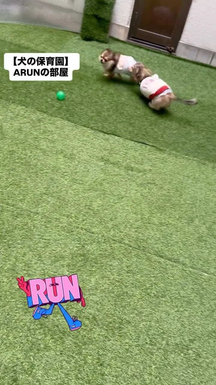 ୨୧ ∴犬の保育園∴ ୨୧