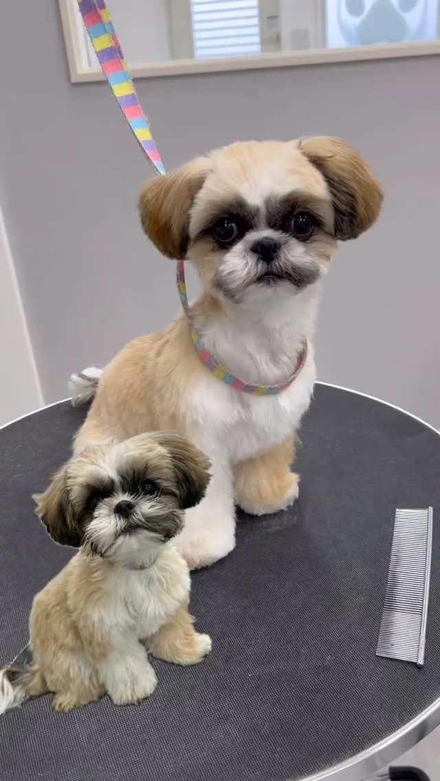 ୨୧ ∴ペットサロン∴ ୨୧ 