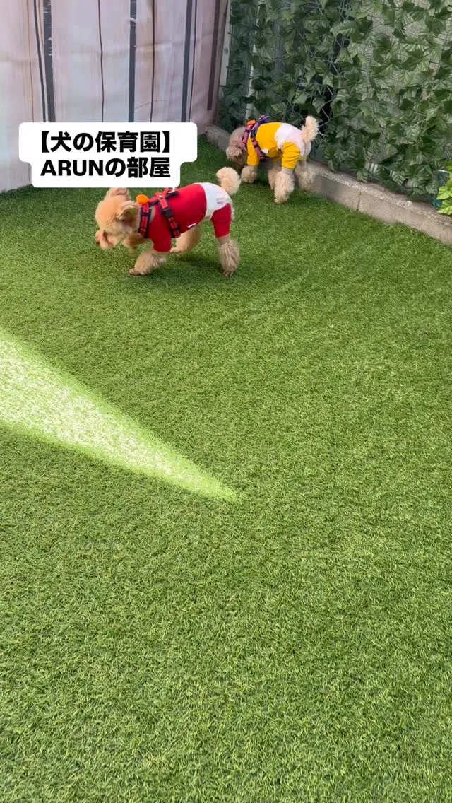 ୨୧ ∴犬の保育園∴ ୨୧