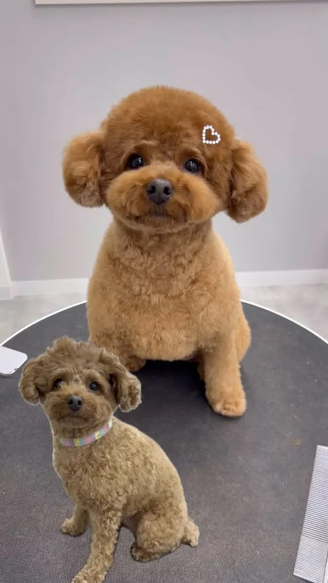 ୨୧ ∴ペットサロン∴ ୨୧ 