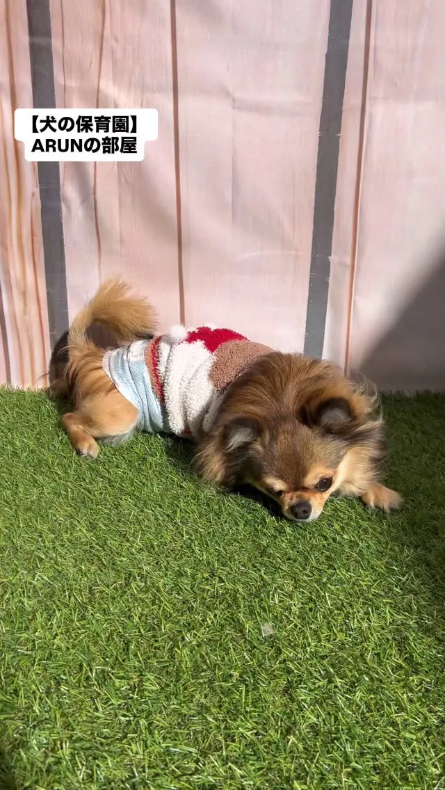 ୨୧ ∴犬の保育園∴ ୨୧